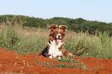 BORDER COLLIE 285